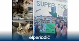 Condenado y deportado el hombre acusado de matar a golpes a la gata Nala en Torrevieja: "Gracias por toda la presión social"