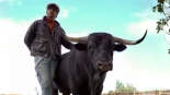 El curioso caso de Tamariz, el toro que se comporta como un animal doméstico en esta finca de San Sebastián de los Reyes: "Me lo encontré viendo la tele"