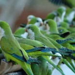 El Ayuntamiento de Sevilla suspende el tiroteo a las cotorras