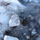 Una planta "resucita" tras 400 años bajo un glaciar