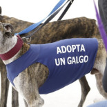 Sintiencia, sintiente