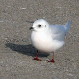 Una gaviota de Ross avistada por primera vez en Galicia