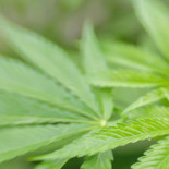 Podemos y PSOE piensan en "verde".