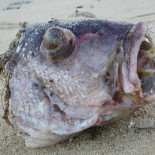 Pez globo mortal [Eng]