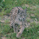 Muere un ejemplar de lince ibérico atropellado en una carretera secundaria de Jaén