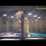 Gatito se escapa para jugar con su vecino