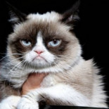 Los gatos reconocen la voz de su dueño pero deciden ignorarla debido a su historia evolutiva