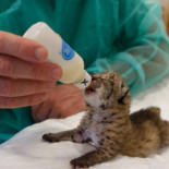 Un error mata a tres linces y enferma a otros 22