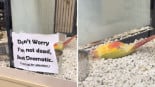 Una tienda de animales coloca un cartel advirtiendo a los clientes que el agapornis es muy dramático