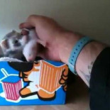 Ven, quiero que conozcas a mis peques