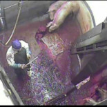 Imágenes ocultas de mataderos del Reino Unido con el sello de "bienestar animal" [AVISO: Imágenes muy duras]