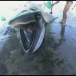 Ballena muere por ingesta de bolsas de plástico (Ojo sensibles, el vídeo muestra su agonía y muerte)