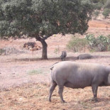 Más jamones que cerdos