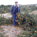 Tala sus naranjos con la fruta en el árbol "cansado de perder dinero"