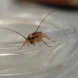 Las cucarachas no orinan