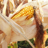 Polonia ha prohibido los cultivos transgénicos