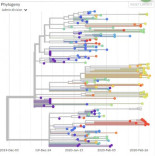 Las mutaciones del coronavirus SARS-CoV-2