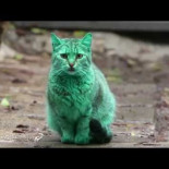 Propietarios de una casa consiguen embargar el Banco de América. [ENG]