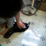 Este cuervo se cree un gato