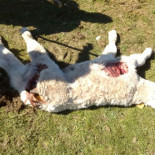 Insisten en un nuevo control poblacional del lobo tras el ataque a una explotación en Avila