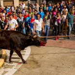 PACMA documenta y prepara denuncias contra el ‘Torito del Alba’ de Benavente