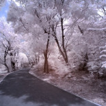 Una nanopartícula logra que las plantas brillen en la oscuridad. Sería posible utilizar árboles como farolas