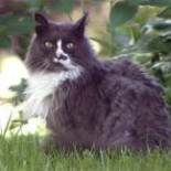 Gato sobrevive tras ser cocinado en un microondas, metido en la secadora, y un congelador [ENG]