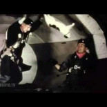 ¿Cómo se comporta un gato en gravedad cero?