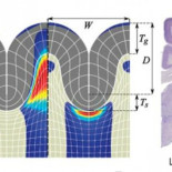 Así se forman los pliegues del cerebro