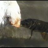 Perro y pez nadando juntos