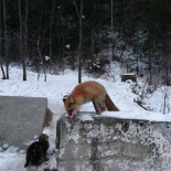 Zorro enseñando a un gato las reglas de la naturaleza