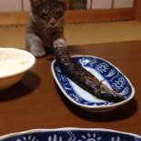 No toques el pescado. Que no. Que no lo toques