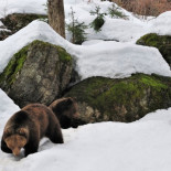 Más lobos, más osos, más linces