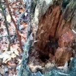 Un árbol con una sorpresa