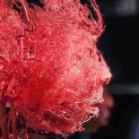 Científicos inventan partículas de oxígeno que inyectadas en vena permiten vivir sin respirar (ENG)