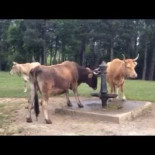 Pero qué sed que tengo hoy