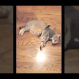 Un gato cree que una prenda especial para animales lo paraliza