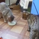 Ahora yo, de eso nada,mío,no, toma bebe que está asqueroso....