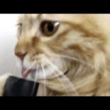 Gato jugando con un aspirador