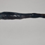 Descubren vivo al mítico molusco tubular gigante