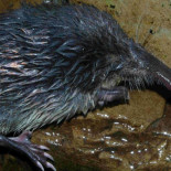 El topo de río lucha por su supervivencia [Gal]