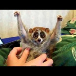 La verdad sobre el comercio del loris lento[Eng-Sub]