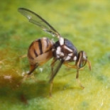 Cuatro en uno: nuevo descubrimiento sobre la mosca de la fruta