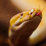 Python es el lenguaje de introducción a la programación más popular en las universidades de USA