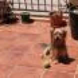 La historia de Pancho, el perro que murió en Nochebuena por los petardos