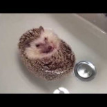 Un erizo se da un baño