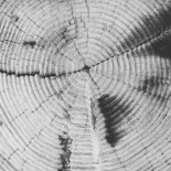 Gigantes que sobrevivieron al meteorito que extinguió a los dinosaurios