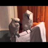 Cacatúa descubre a Elvis Presley y poco a poco se va emocionando cada vez mas