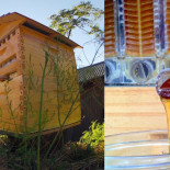 Colmena que extrae automáticamente la miel sin molestar a las abejas (ENG)