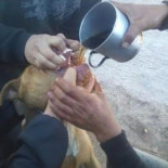 Emborrachan y violan a un perro pitbull